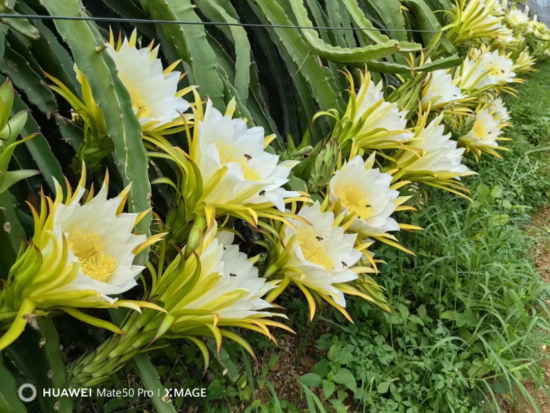 火龙果花02.jpg 火龙果花02.jpg