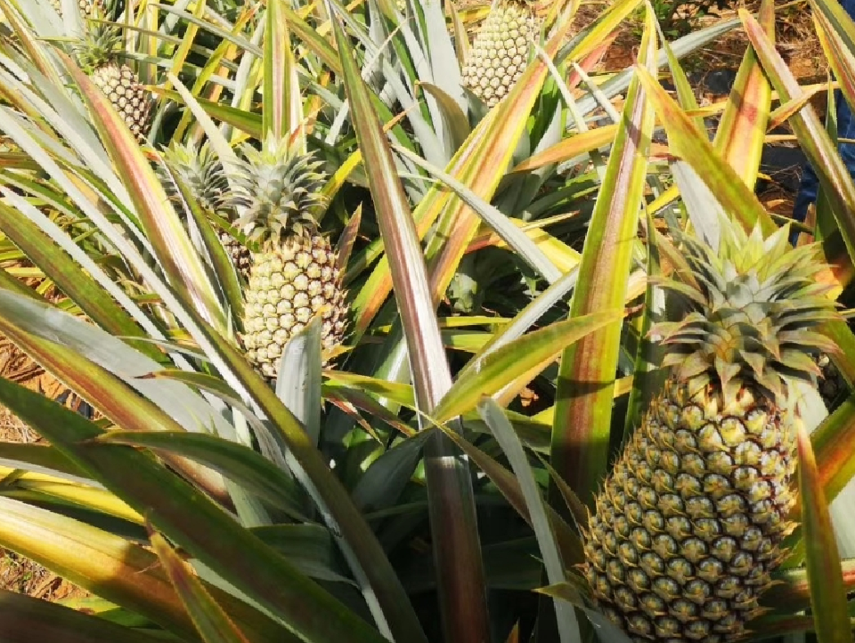 微信图片_20250319163939.png 微信图片_20250319163939.png