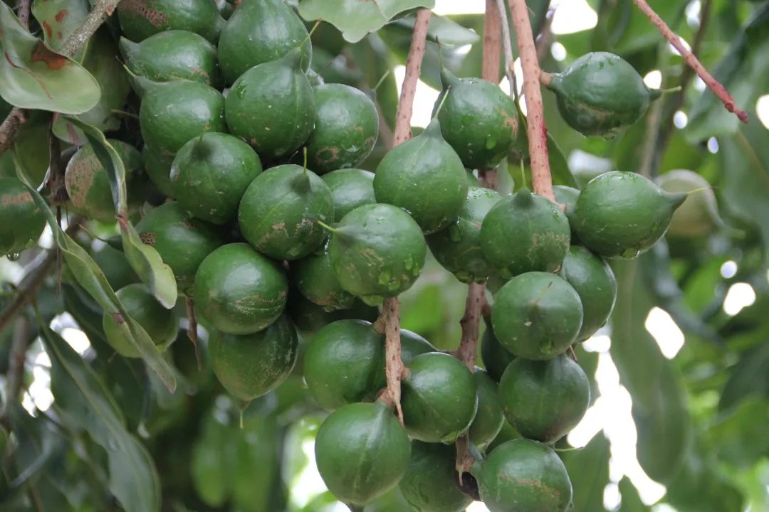 1745828409189406.jpg O.C.jpg