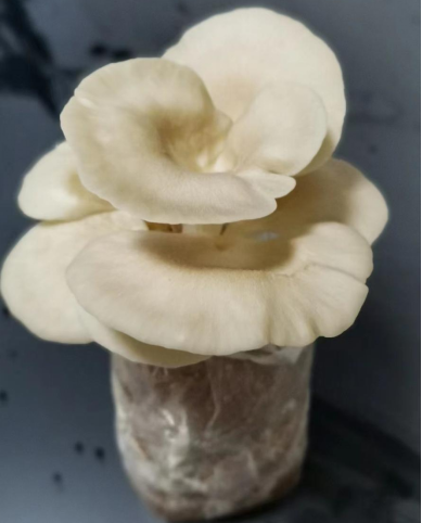 1751595312847114.png image.png