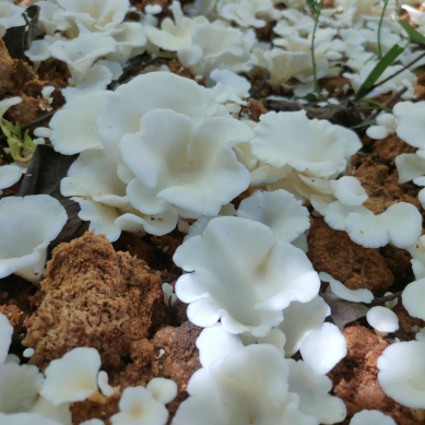 1763694043461002.png image.png